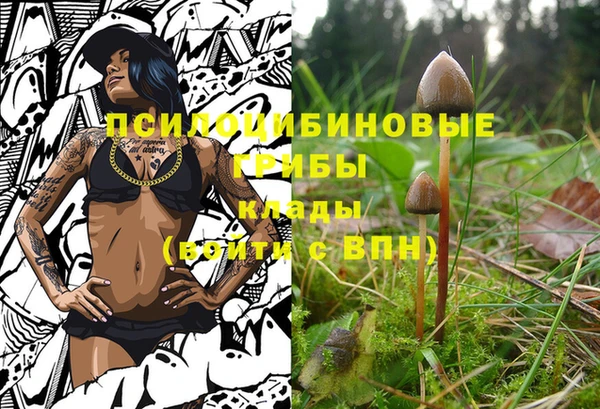 шишки Абаза
